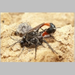Ammophila sabulosa - Sandwespe 34d 16-20mm Paarung.jpg